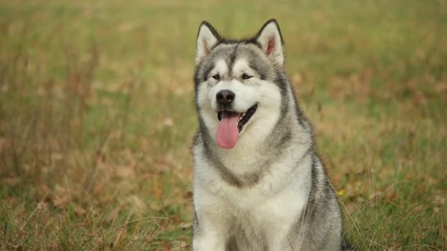 malamute is sitting on the lawn