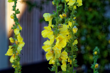 last autumn flowers