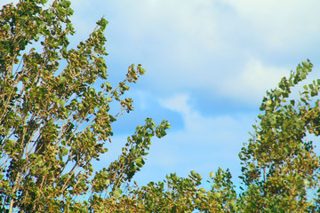 green leaves and blue sky   