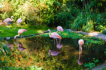 flamingo in pond