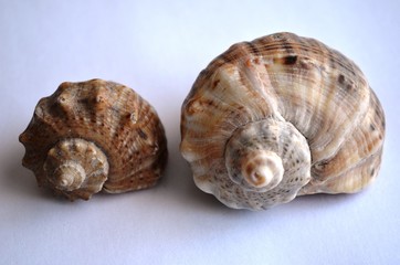 shell, sea, isolated, nature, white, snail, seashell, beach,
