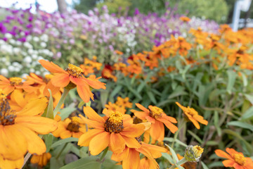 お花　お花畑　公園　イメージ