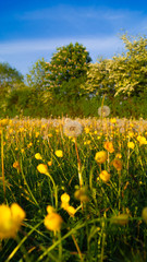 Butter Cup Fields with Danelions and Seeds on summers day - floral background texture