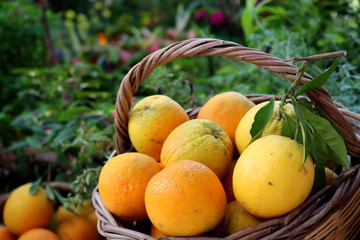 oranges fruits colors