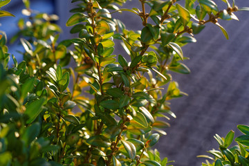 beautiful colors of autumn