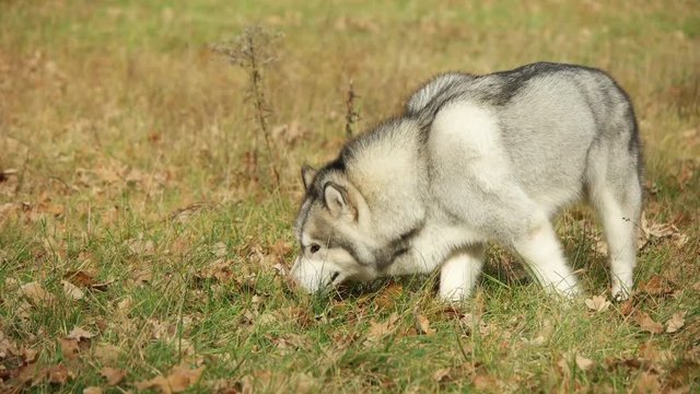 malamute and grass