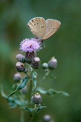 Schmetterling