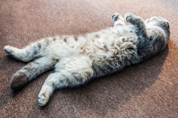 Fototapeta na wymiar Supine, lazy Scottish Fold male cat lying on his back