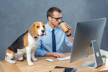 handsome young businessman in eyeglasses drinking coffee and working on computer while beagle sitting on table in office