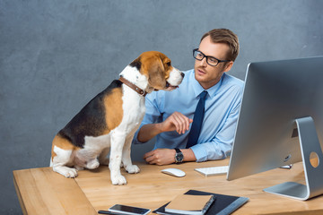 high angle view of young businessman in eyeglasses playing with dog at table in office