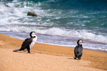 2 Shag birds stand on the beautiful beach along the coastline in Abel Tasman National Park, South...