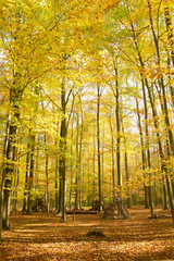 Herbstwald