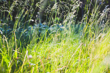 High spikelet grass in the field. Beautiful nature concept.