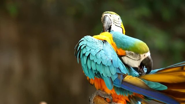 Macaw  bird  in chiangmai Thailand
