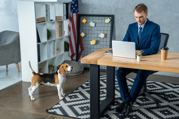 high angle view of businessman in suit working at table with laptop while beagle standing near in...