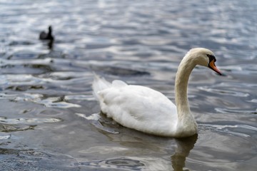 Fototapeta premium Weißer Schwan im See