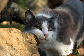 A black and white cat scraping on stones.