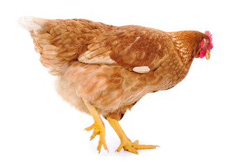 Brown hen isolated.