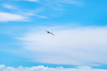 Fototapeta na wymiar Australian Gannet bird flying over the blue sky.