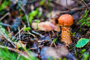 Cortinarius allutus mushrooms growing in Lithuanian forests