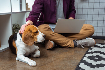 cropped image of male freelancer with laptop touching beagle in home office