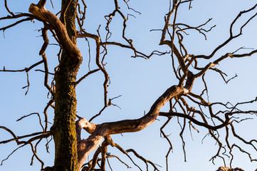 Strange dry branches of a tree against the blue sky
