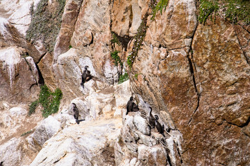Shag colony on the cliff