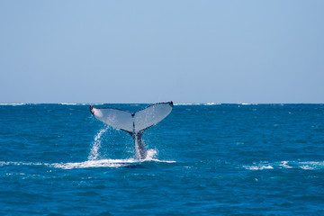 Humpback Whale Tail, Coral Bay, Australia