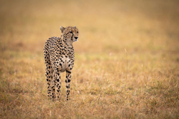 Cheetah stands in grassy plain looking right