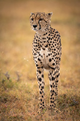 Cheetah stands in grassy plain looking forwards