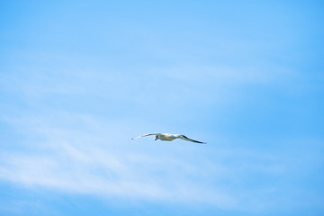 Fototapeta premium Australian Gannet bird flying over the blue sky.