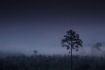 silhouette tree with thick fog. morning in rain forest. multiple layers of trees hid in mist water condensed vapor.