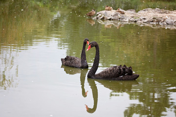 Black swans in the water