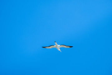Australian Gannet bird flying over the blue sky.