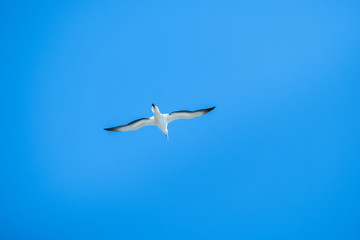 Fototapeta premium Australian Gannet bird flying over the blue sky.