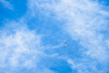 Australian Gannet bird flying over the blue sky.