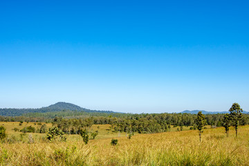 Fototapeta premium Meadow and trees at Thung Salaeng Luang , Phetchabun in Thailand.