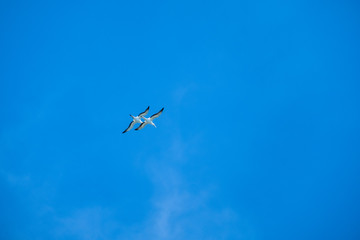 Australian Gannet bird flying over the blue sky.