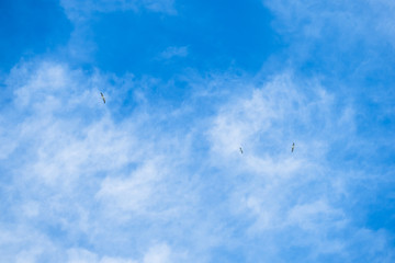 Australian Gannet bird flying over the blue sky.