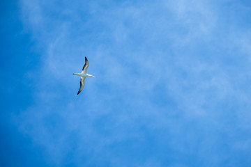 Australian Gannet bird flying over the blue sky.