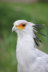 Secretar exotic bird