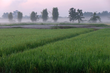Golden sunshine light on rice paddy field in the morning.