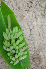 Banana are placed on banana leaves.
