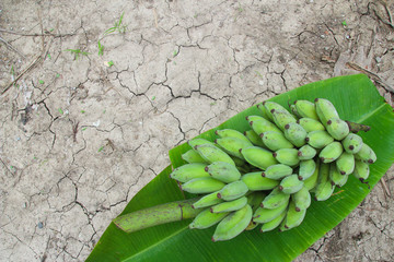 Banana are placed on banana leaves.