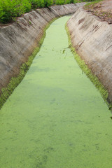 The duckweed is in the canal for agriculture.