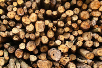 The tree was cut into pieces.