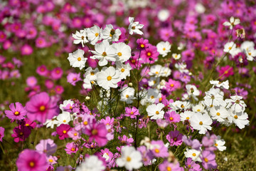 Naklejka premium コスモス畑
