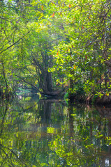 Kerala Backwaters meandering jungle river