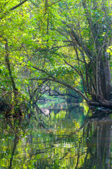 Obraz premium Kerala Backwaters meandering jungle river