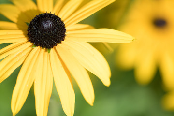 yellow flower on green background